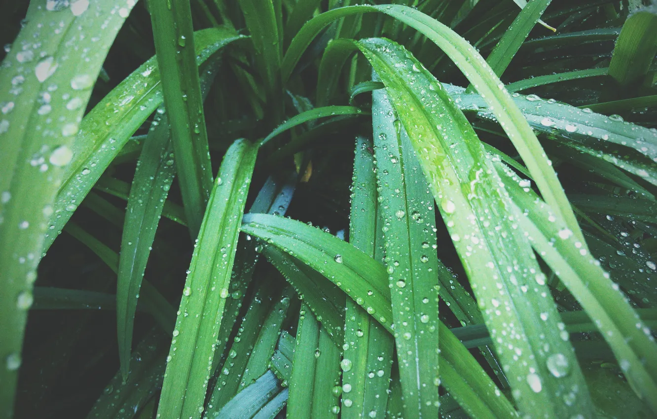Photo wallpaper drops, macro, nature, green, plant, drop, after the rain