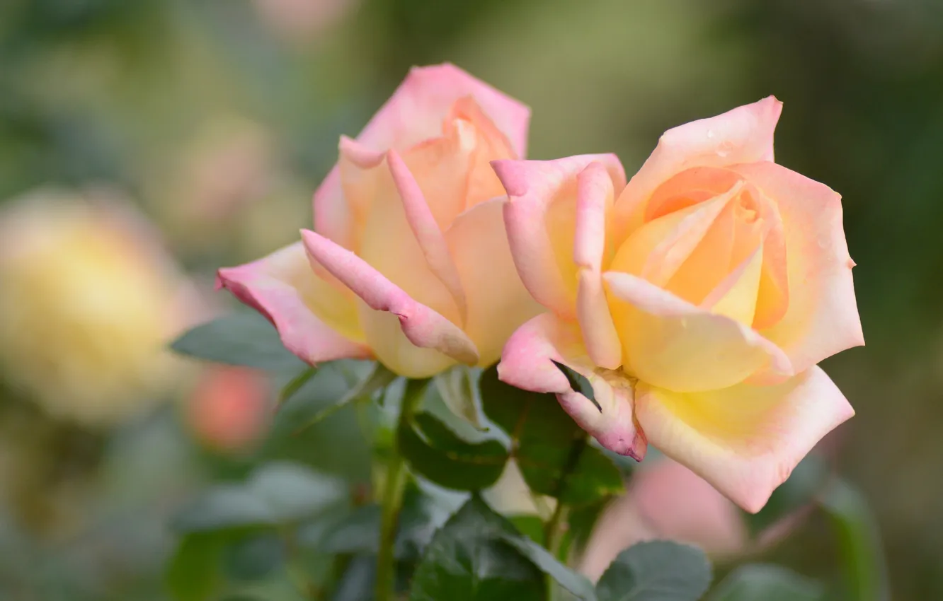 Photo wallpaper macro, roses, petals, bokeh