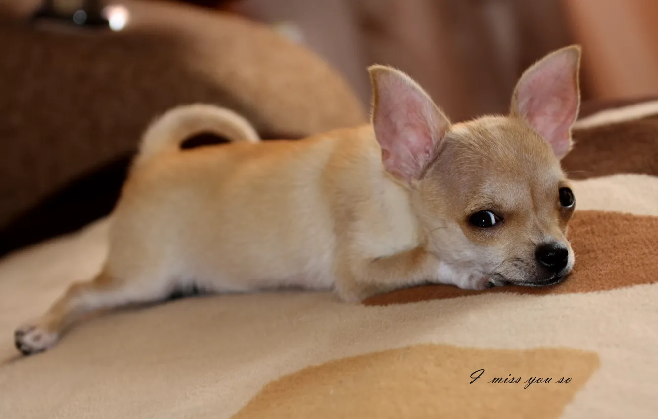 Photo wallpaper dog, lies, bored, chihuhua