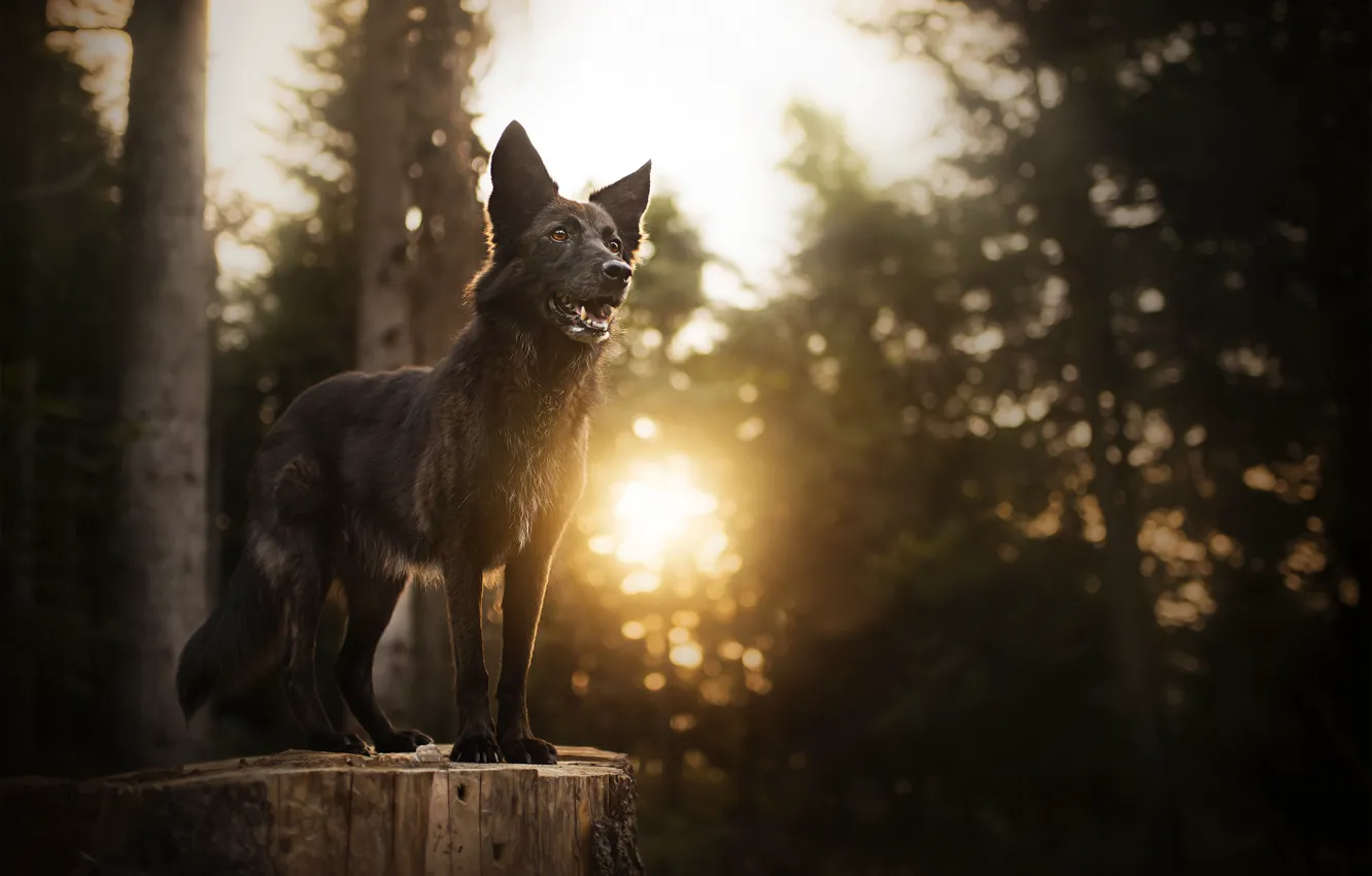 Photo wallpaper forest, the sun, stump, dog