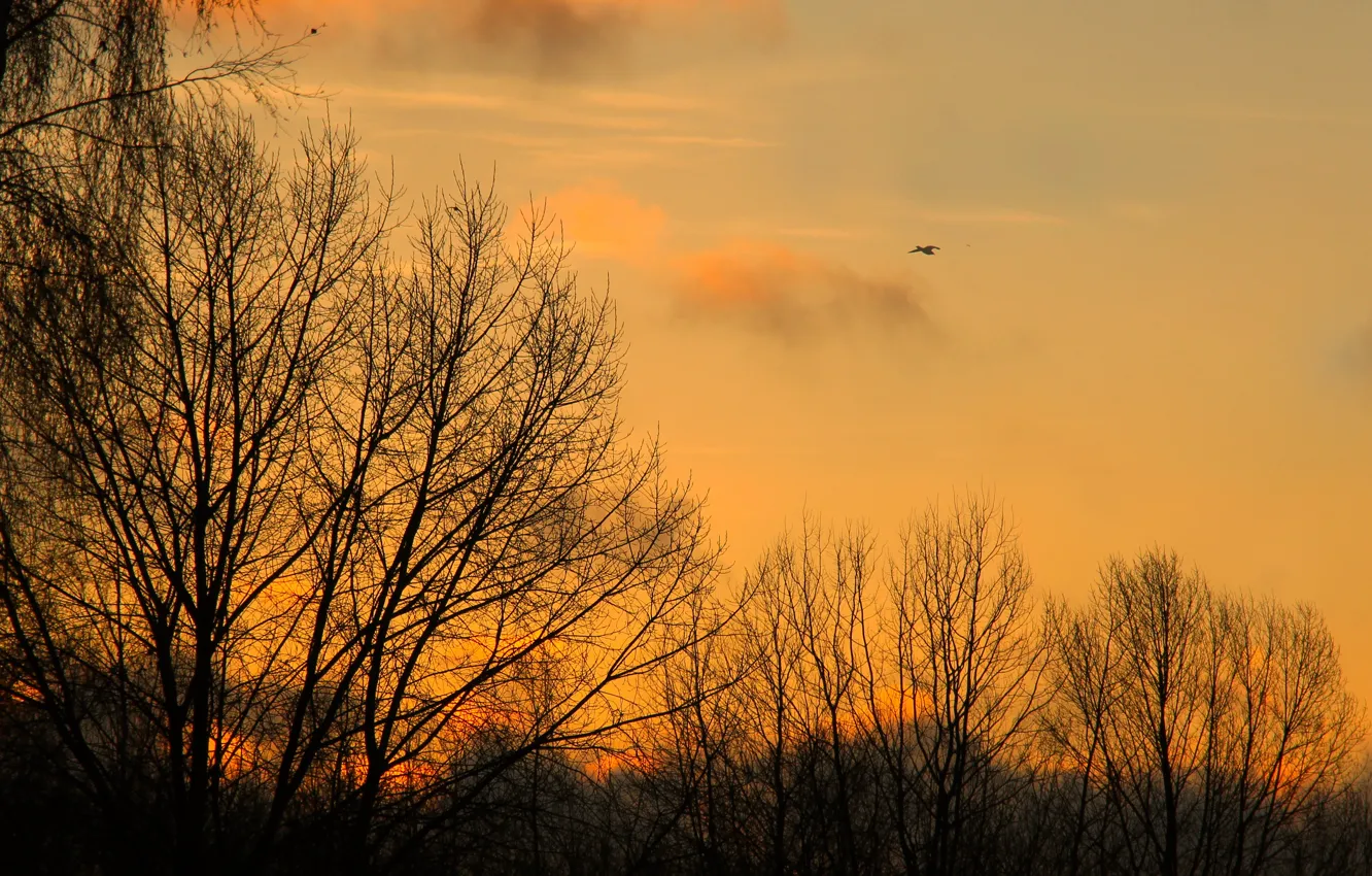 Photo wallpaper sky, sunset, tree