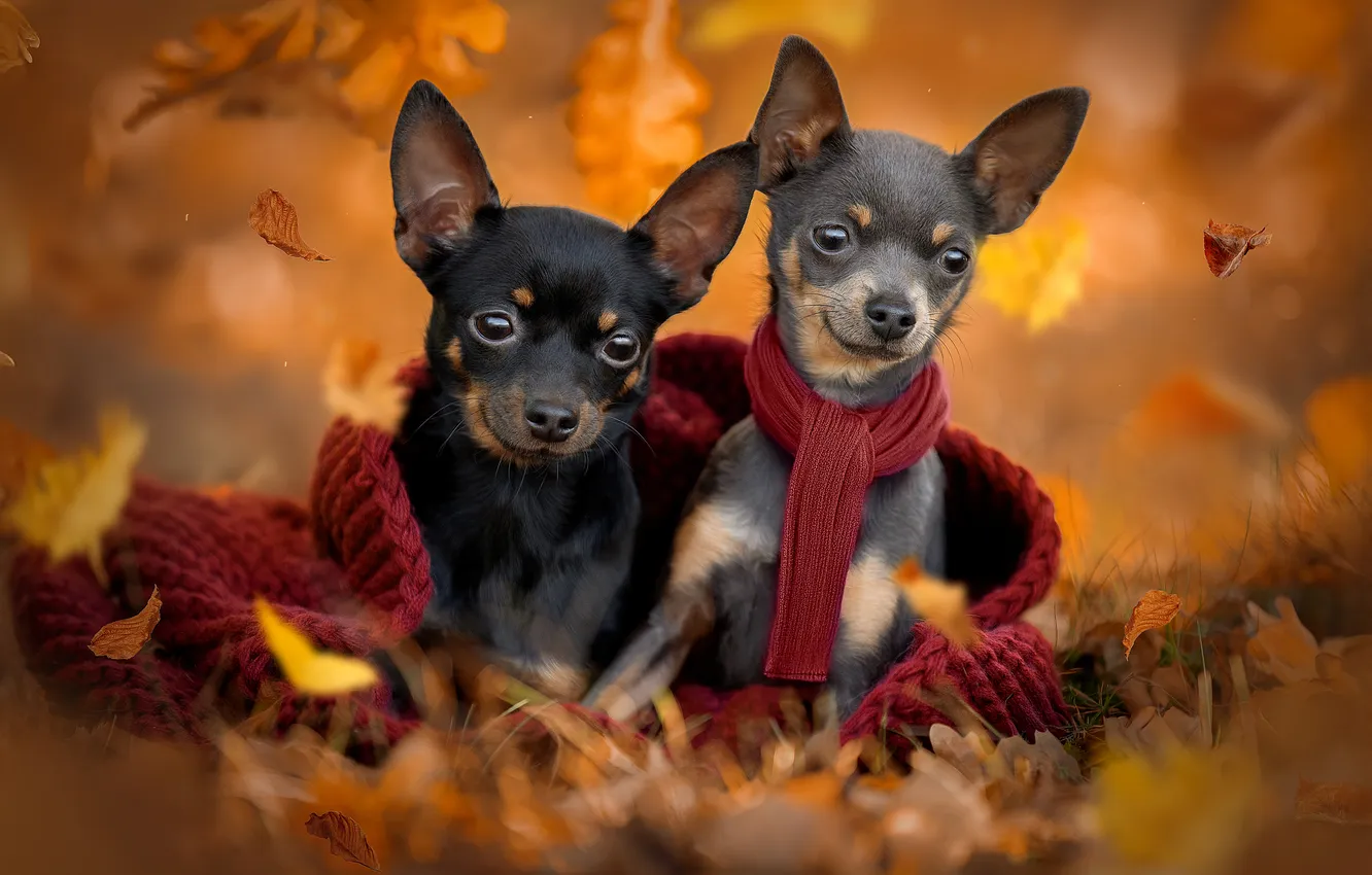 Photo wallpaper autumn, dogs, leaves, scarf, a couple, faces, doggie, Svetlana Pisareva