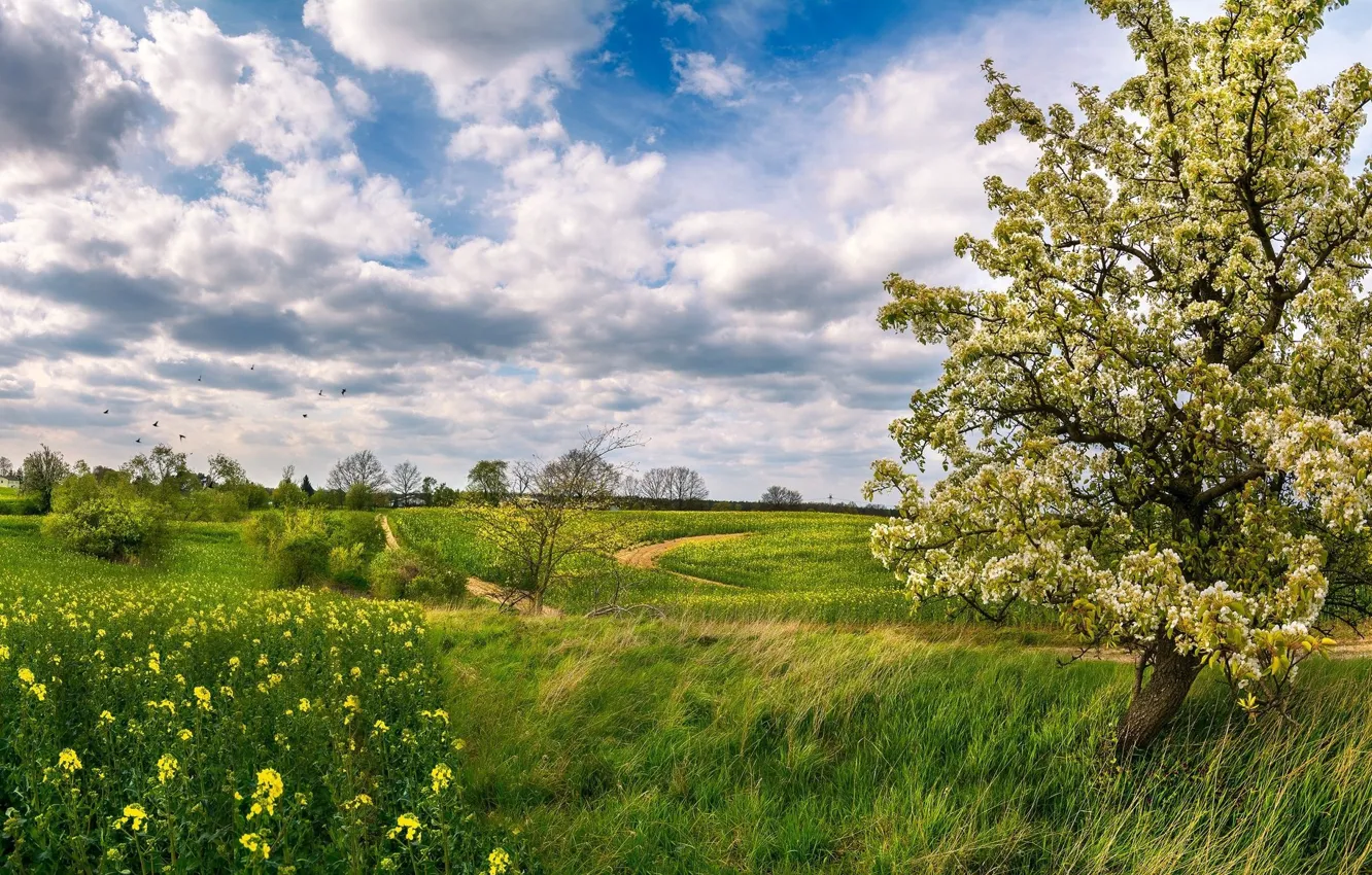 Photo wallpaper grass, trees, spring, Meadow