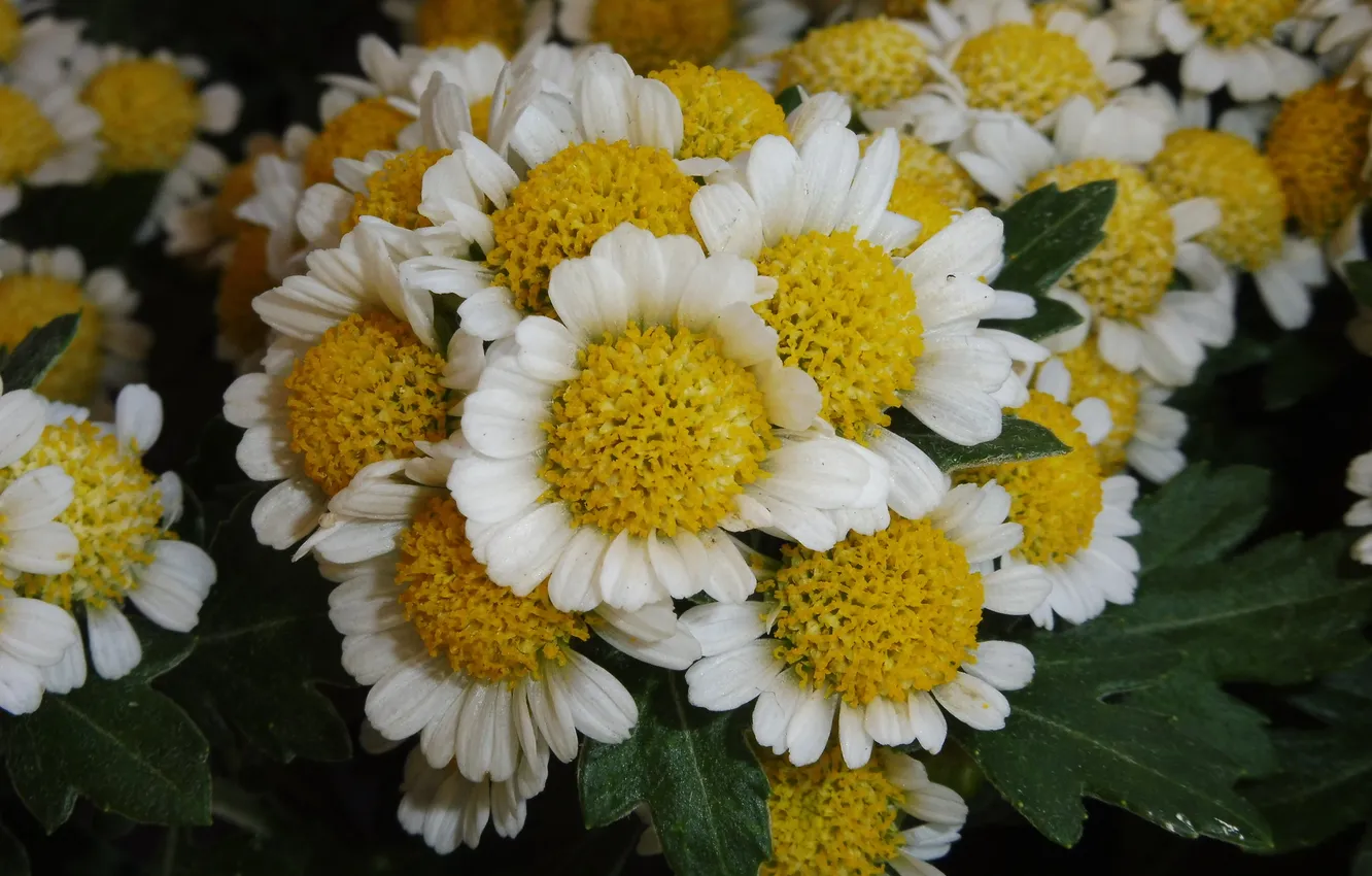 Photo wallpaper flowers, chamomile, bouquet