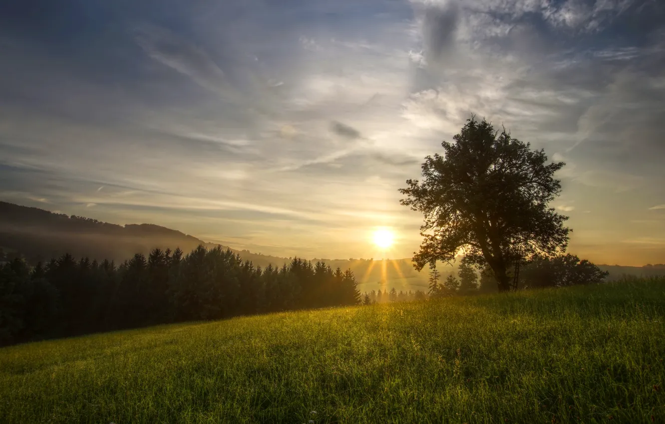 Photo wallpaper field, forest, summer, the sky, grass, the sun, clouds, rays