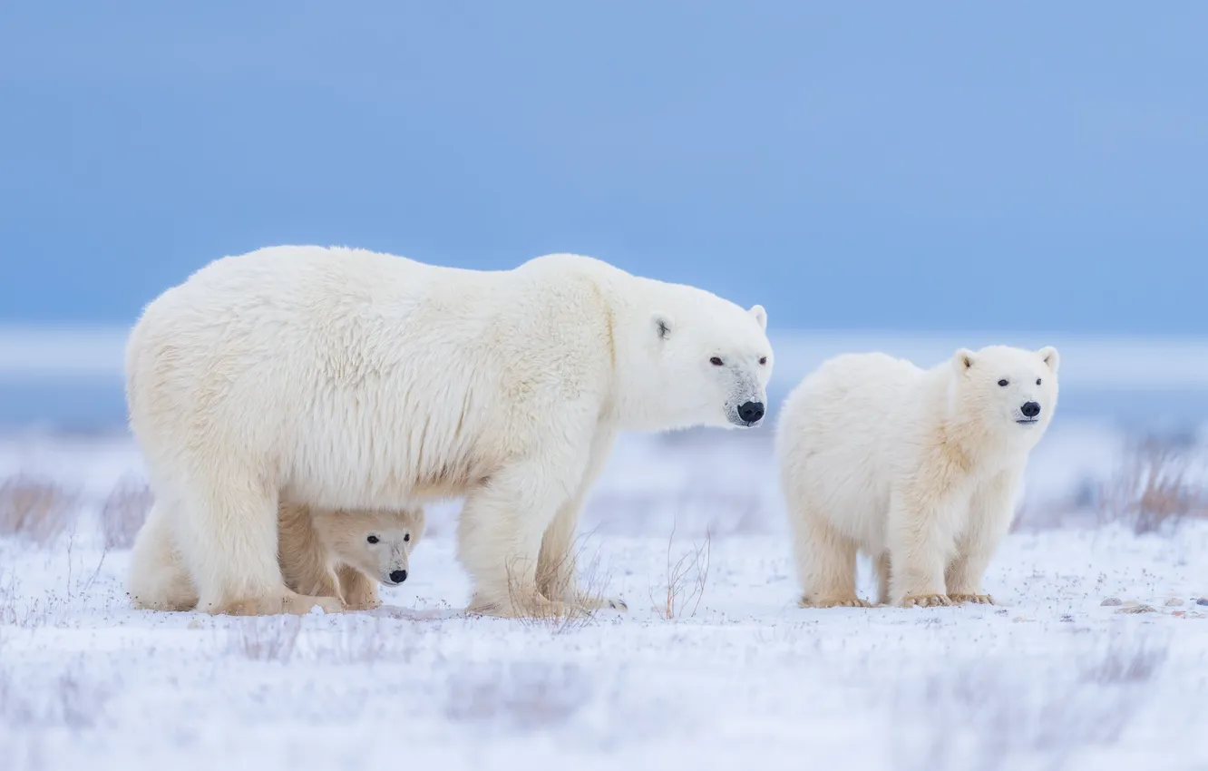 Photo wallpaper nature, beast, polar bears