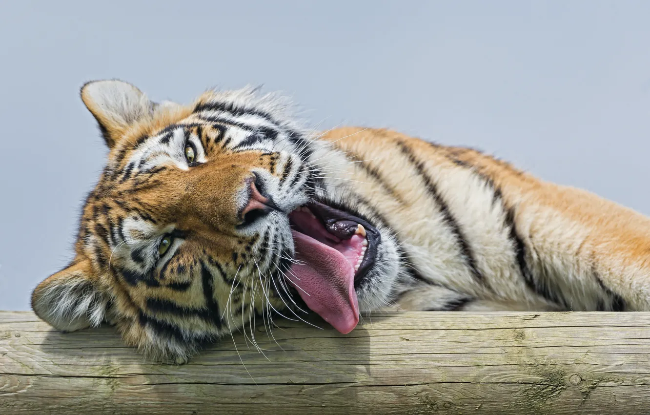 Photo wallpaper language, cat, yawns, the Amur tiger, ©Tambako The Jaguar