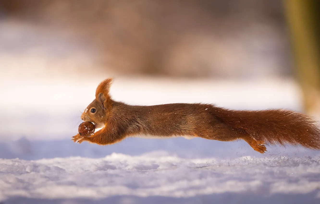 Photo wallpaper animals, jump, snow, squirrel, nut