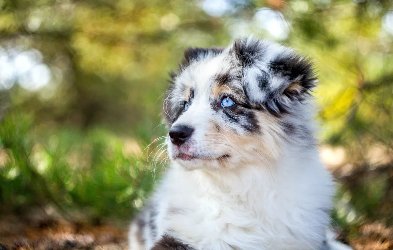 Photo wallpaper face, portrait, dog, puppy, Australian shepherd, Aussie