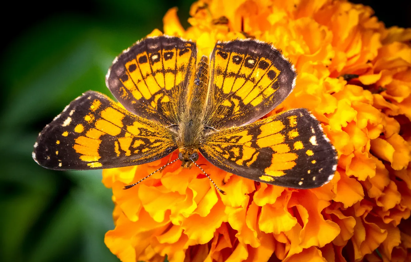 Photo wallpaper flowers, butterfly, wings, marigolds
