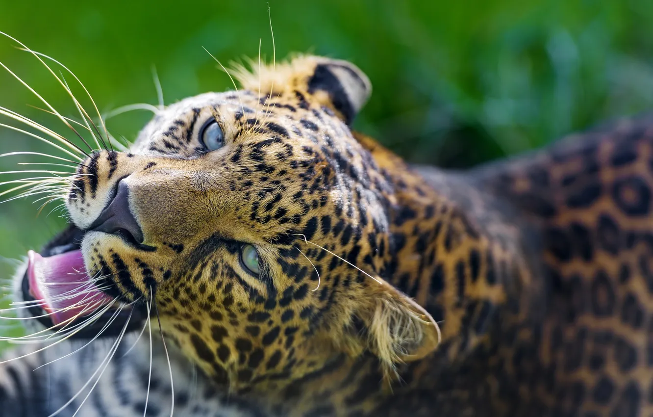 Photo wallpaper look, face, predator, spot, leopard, big cat