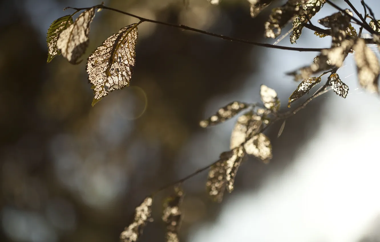 Photo wallpaper autumn, leaves, nature