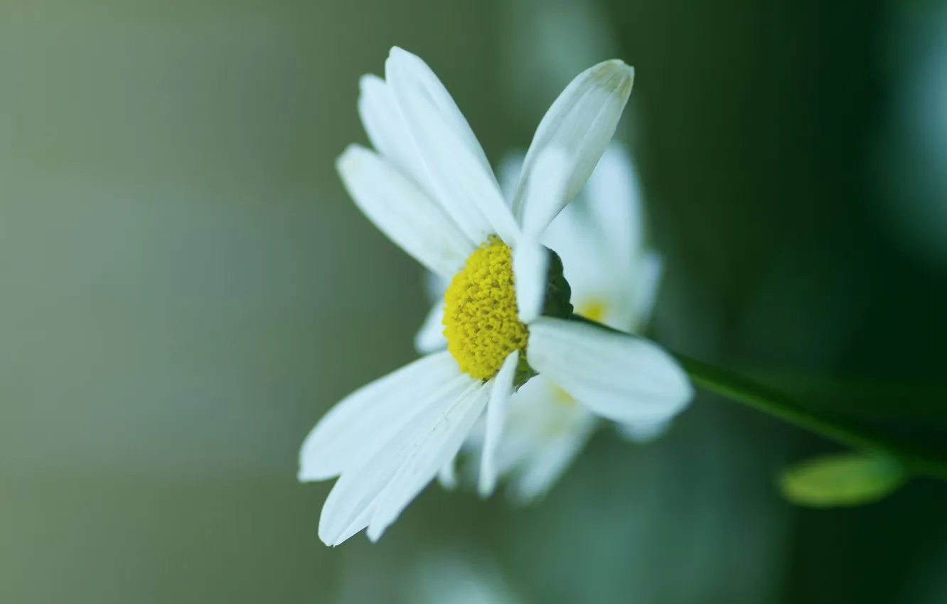 Photo wallpaper macro, green, plant, color, chamomile, petals