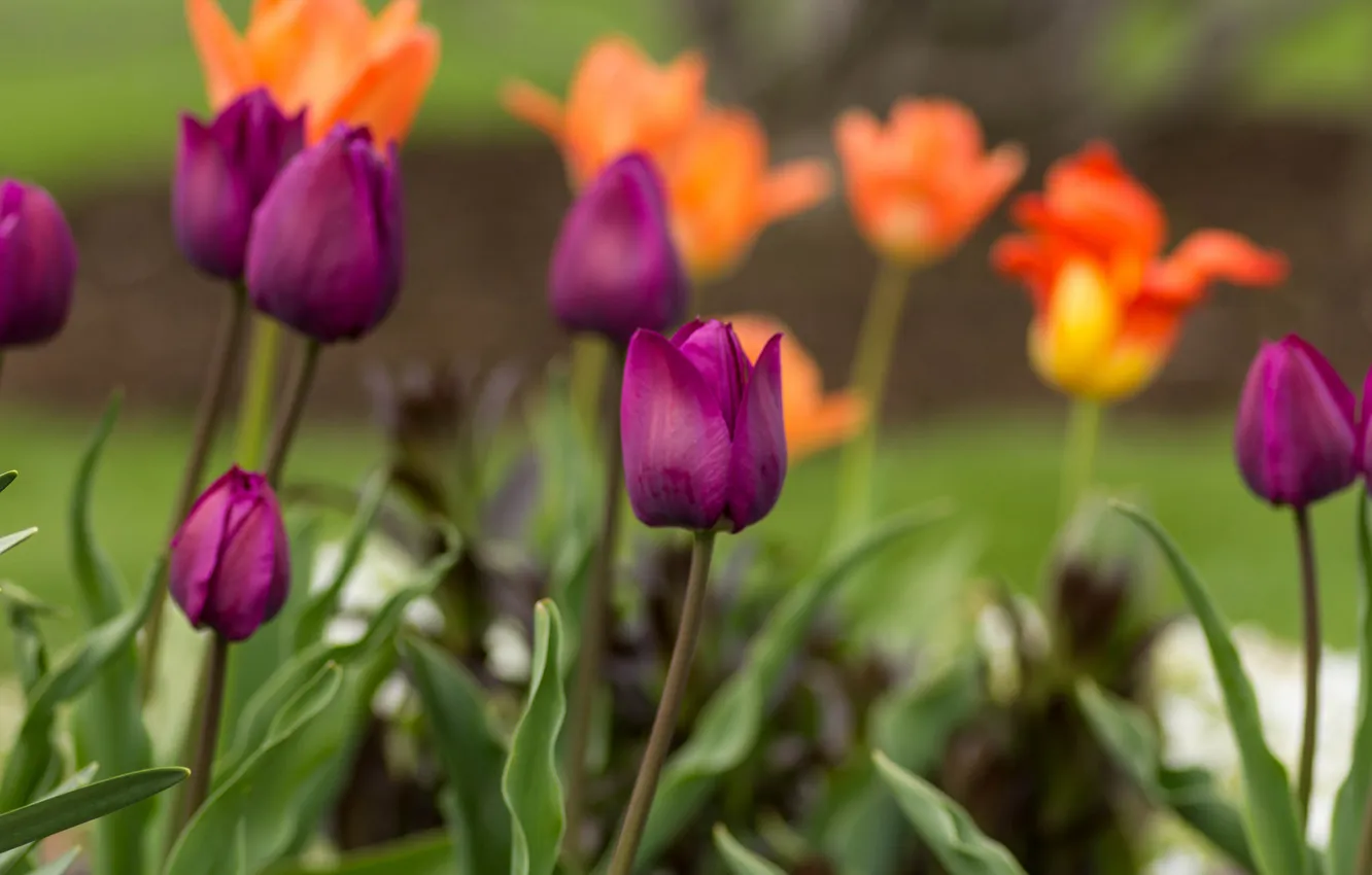 Photo wallpaper Park, petals, tulips, flowerbed