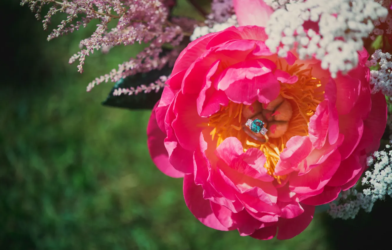 Photo wallpaper flowers, stones, petals, ring