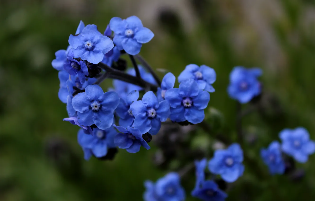 Photo wallpaper flowers, blue, Flowers, blue