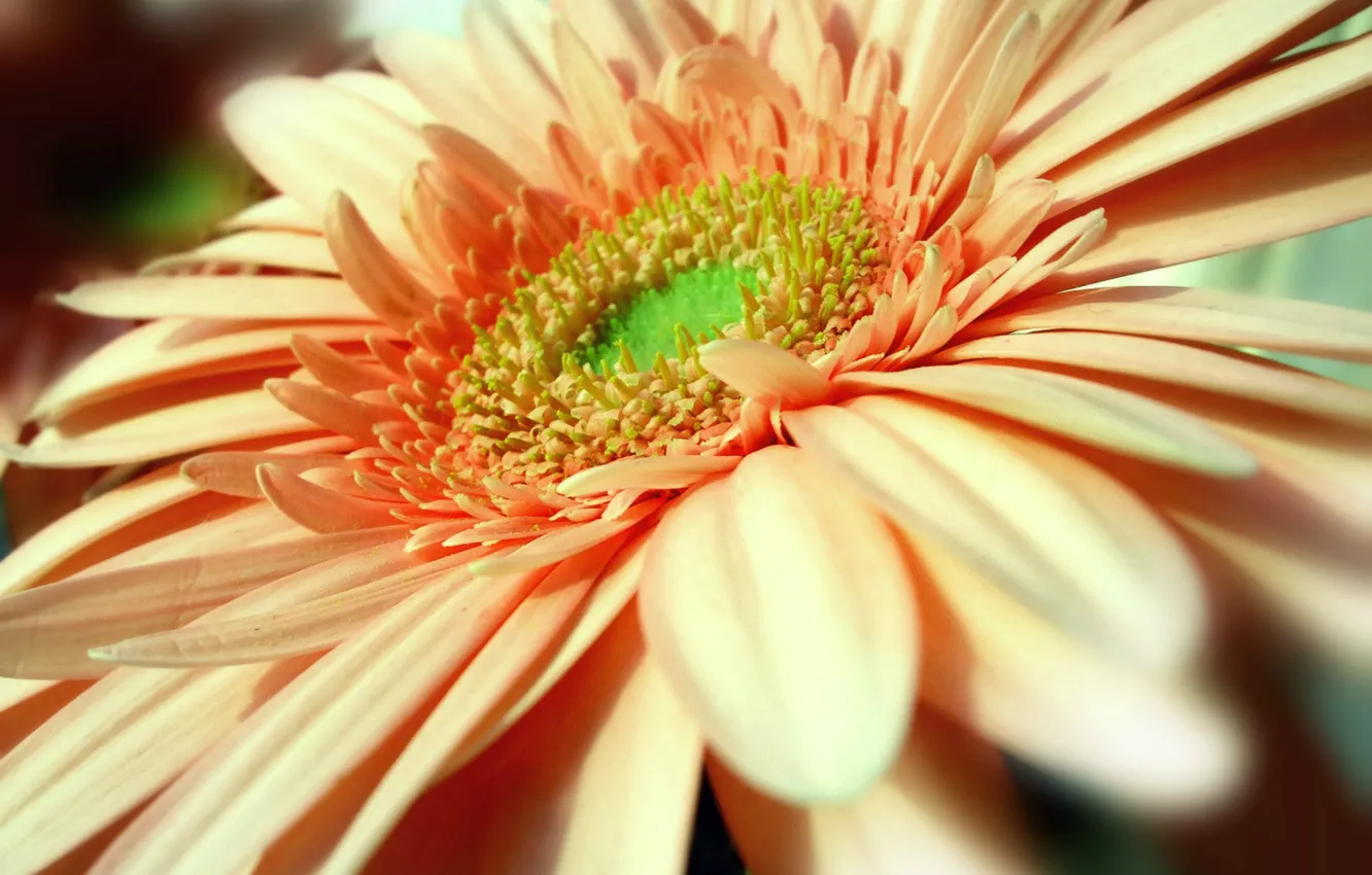 Photo wallpaper macro, flowers, petals, gerbera