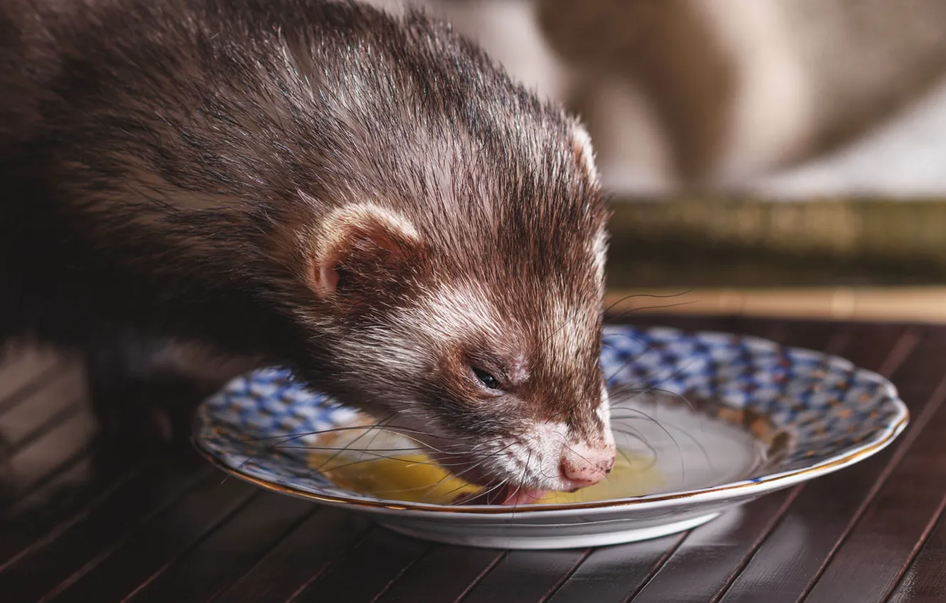 Photo wallpaper language, close-up, pose, Board, eggs, plate, floor, face