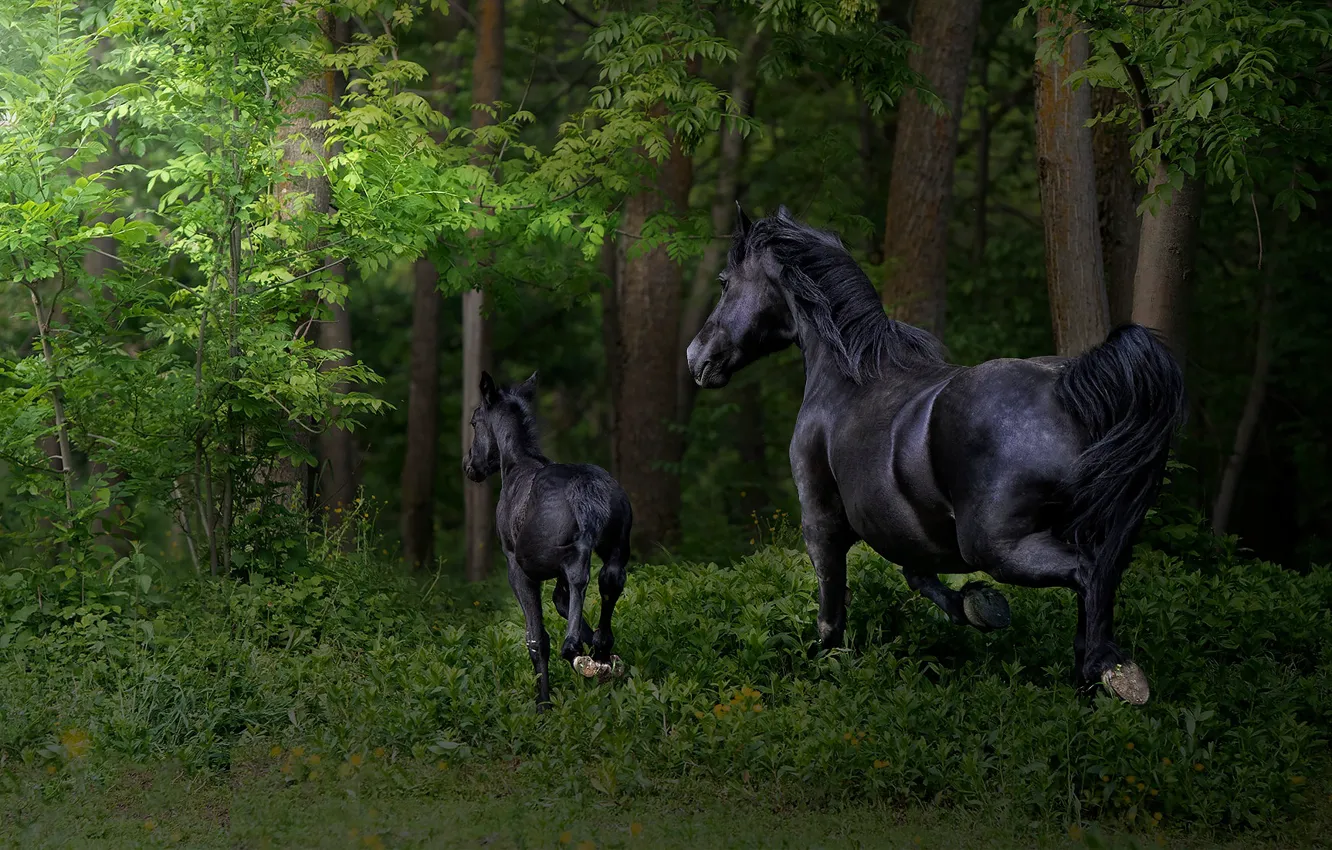 Photo wallpaper forest, grass, branches, horse, foliage, horse, two, baby