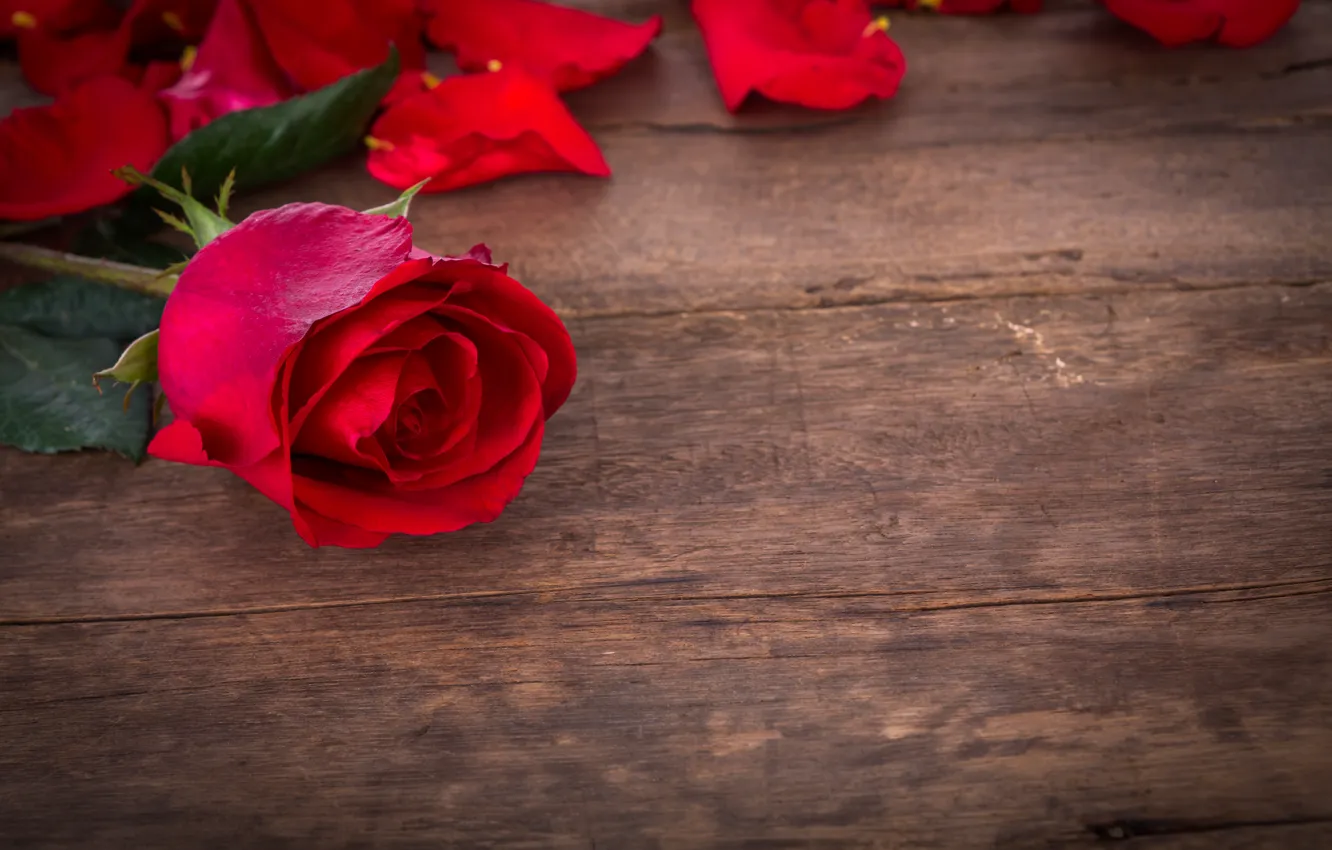 Photo wallpaper roses, red, love, buds, flowers, romantic, roses, red roses
