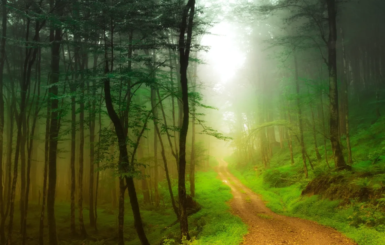 Photo wallpaper road, forest, trees, fog