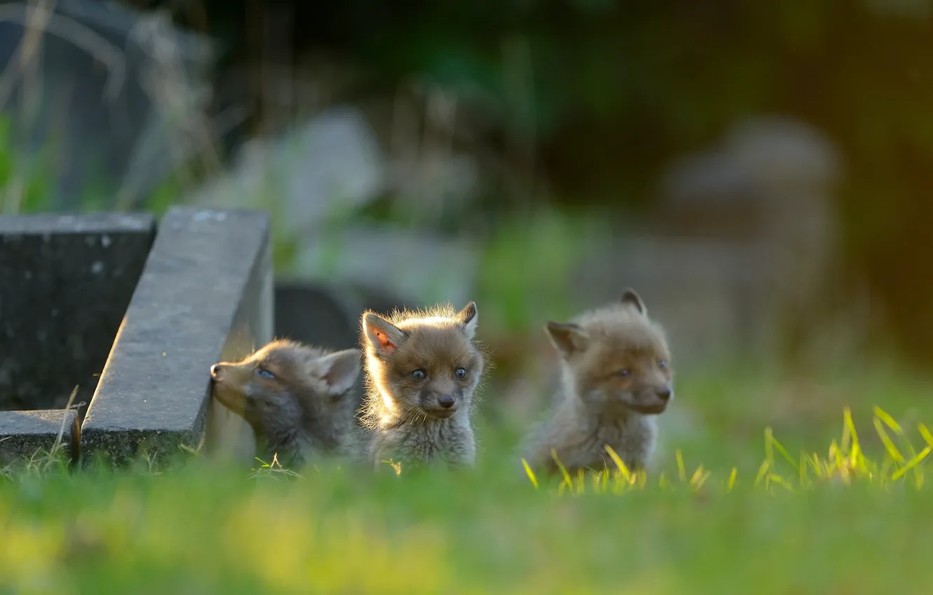Photo wallpaper baby, Fox, cub, trio, Fox