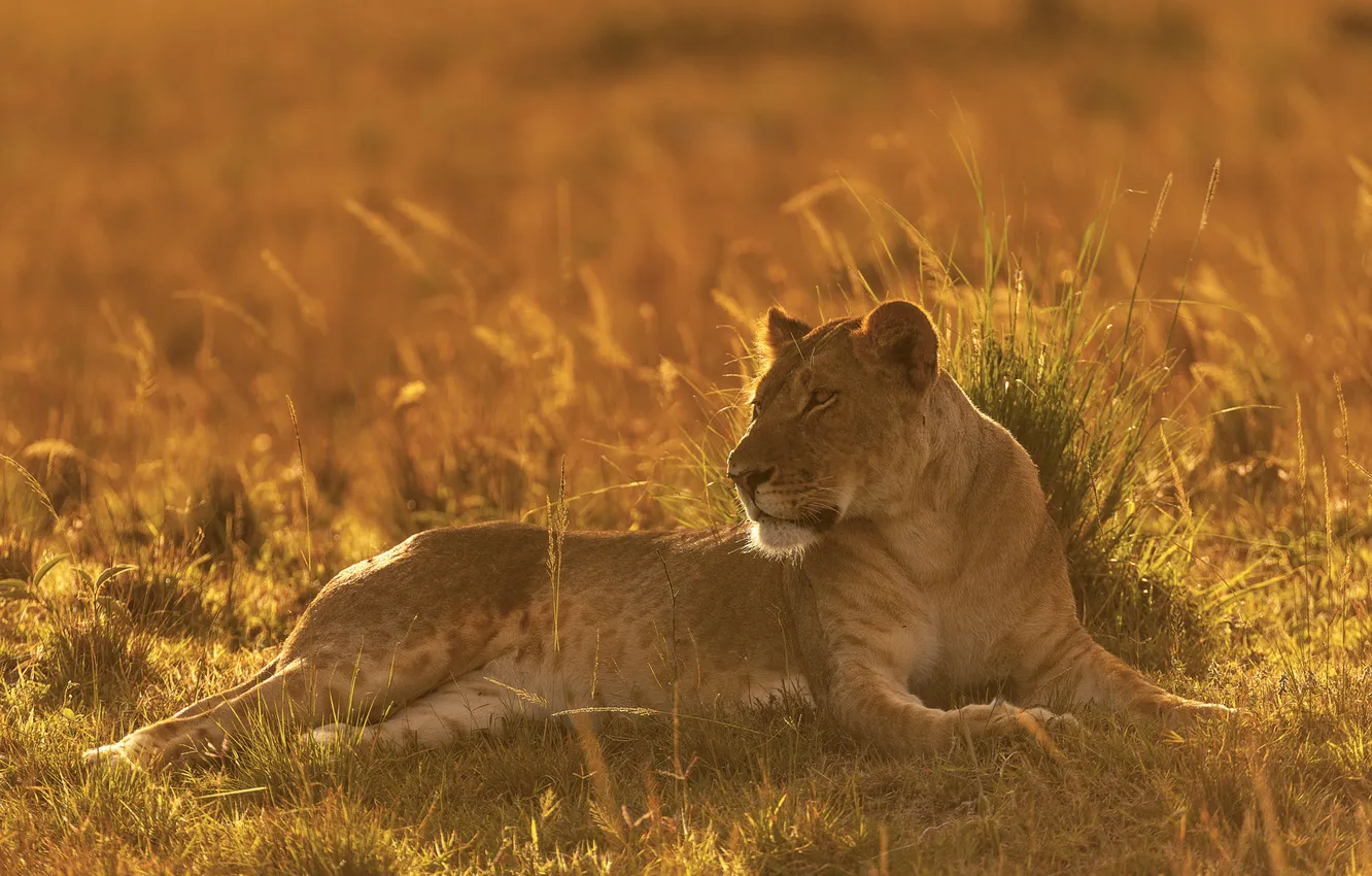 Photo wallpaper field, grass, light, lioness