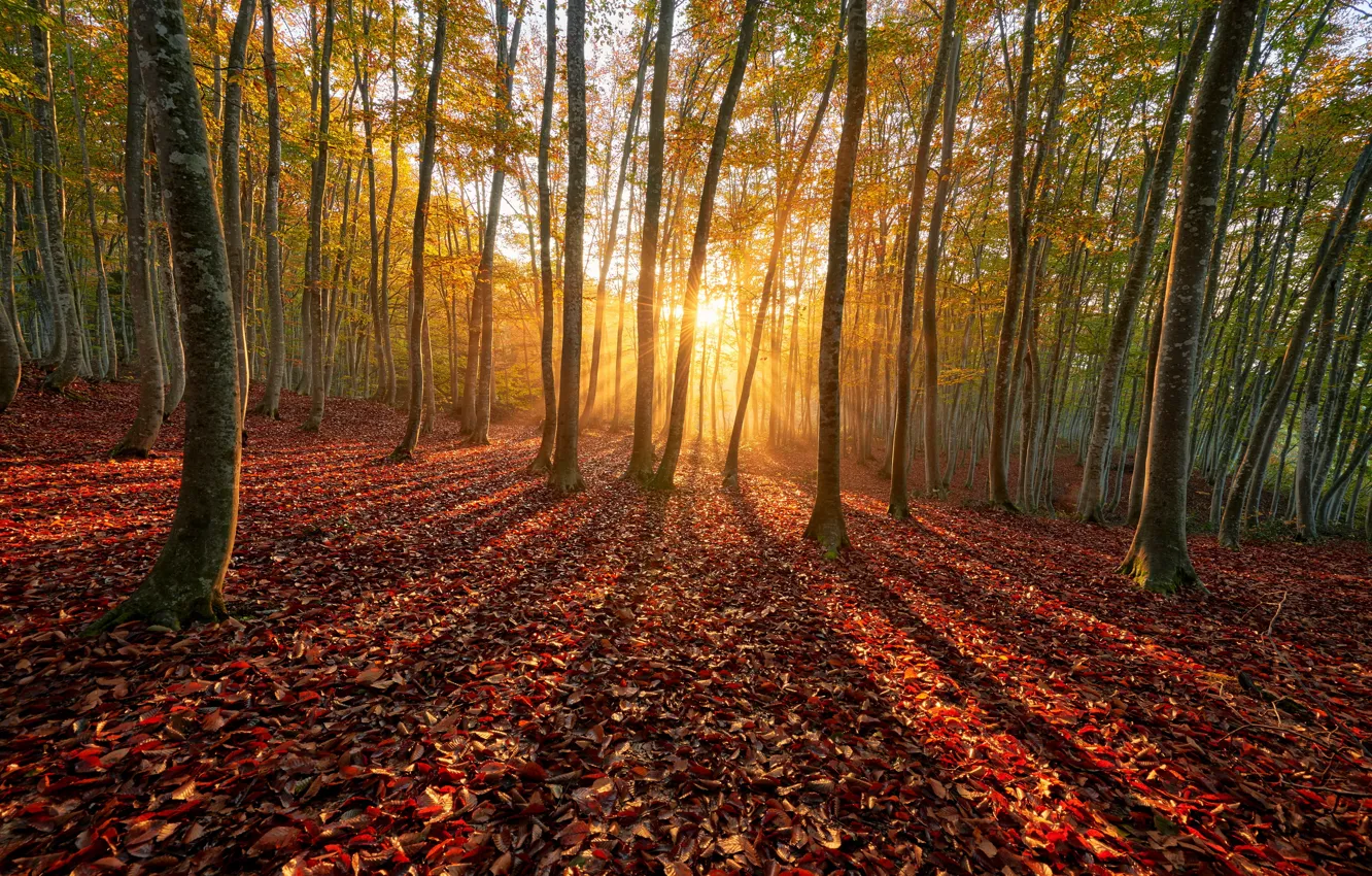 Photo wallpaper autumn, forest, the sun, rays