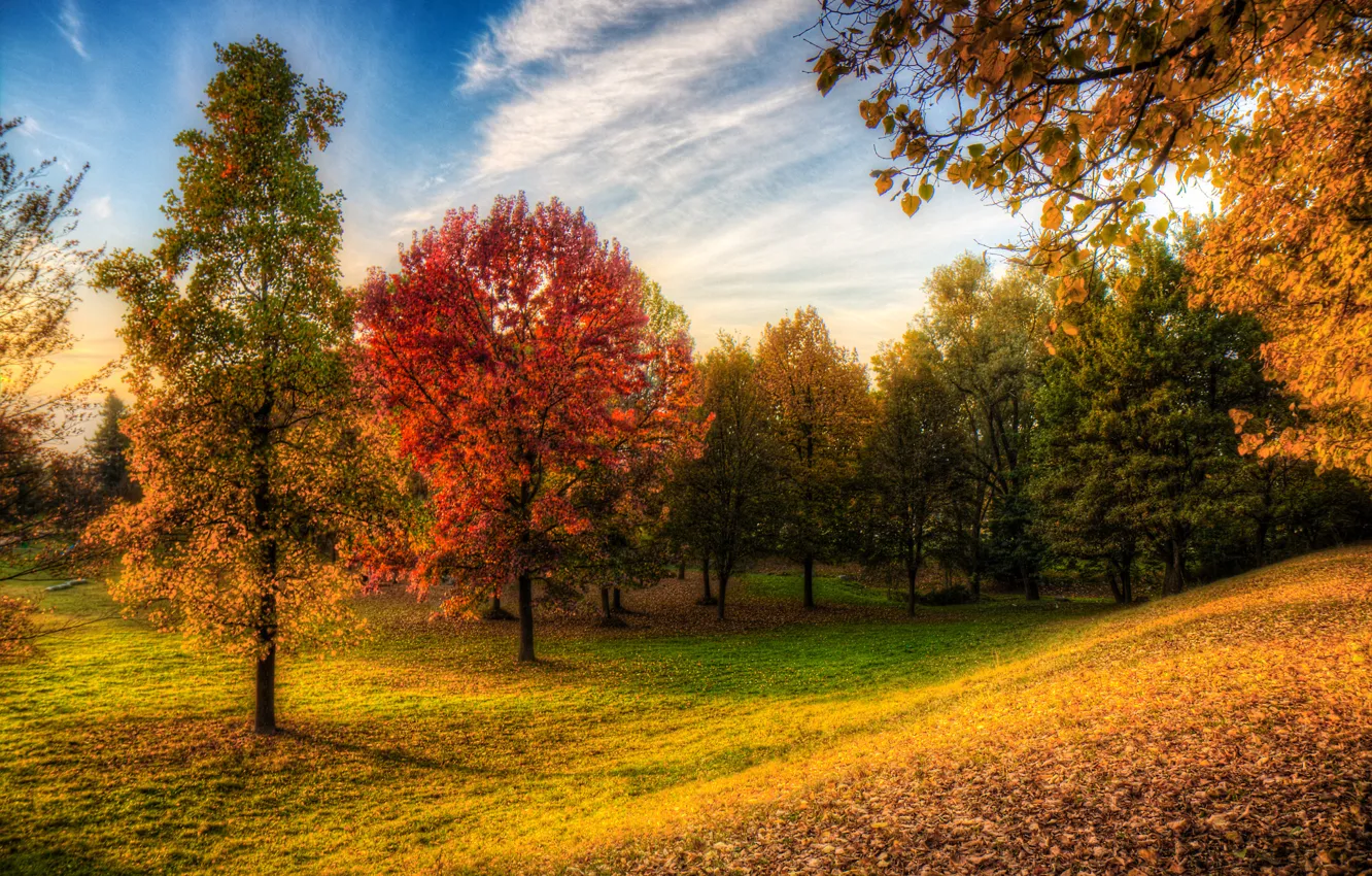 Photo wallpaper autumn, forest, the sky, grass, trees, Park