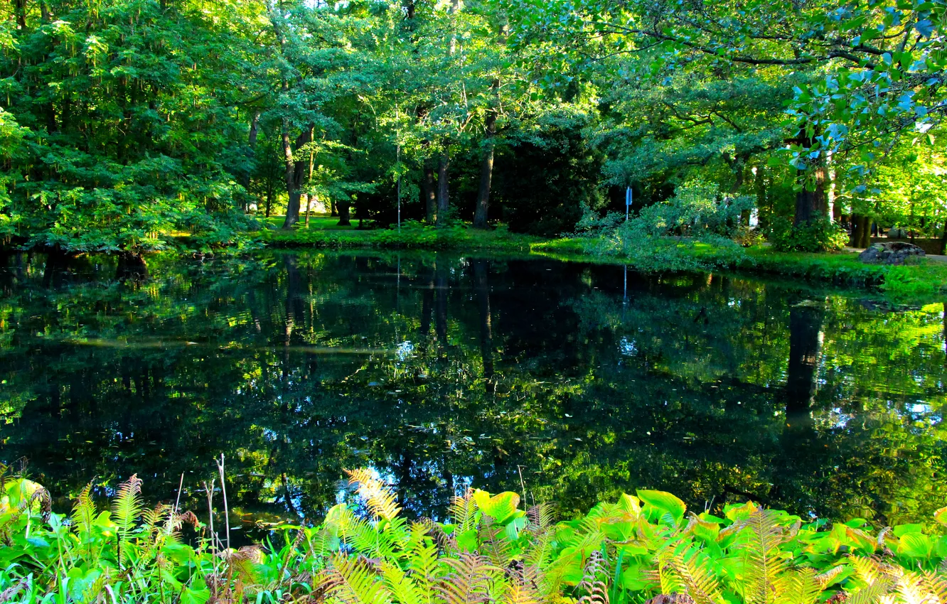 Photo wallpaper trees, water, park, pond