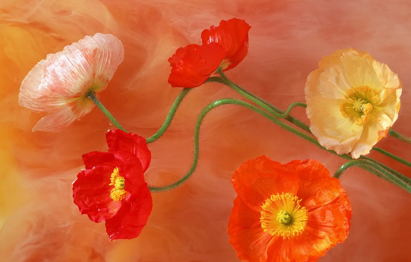 Photo wallpaper color, flowers, paint, figure, Maki, petals, stem, brightness