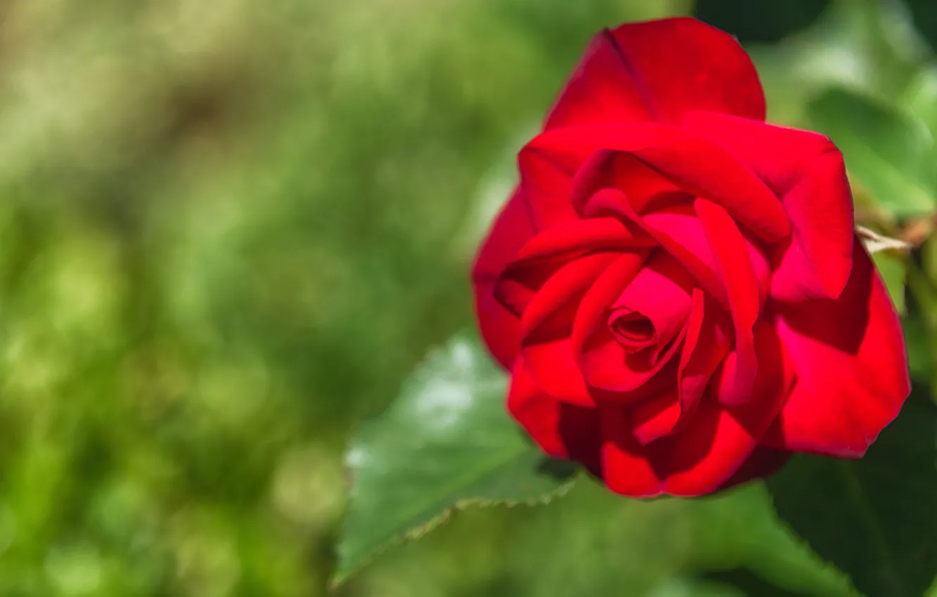 Photo wallpaper flower, rose, Bud, red, green background, bokeh, bright