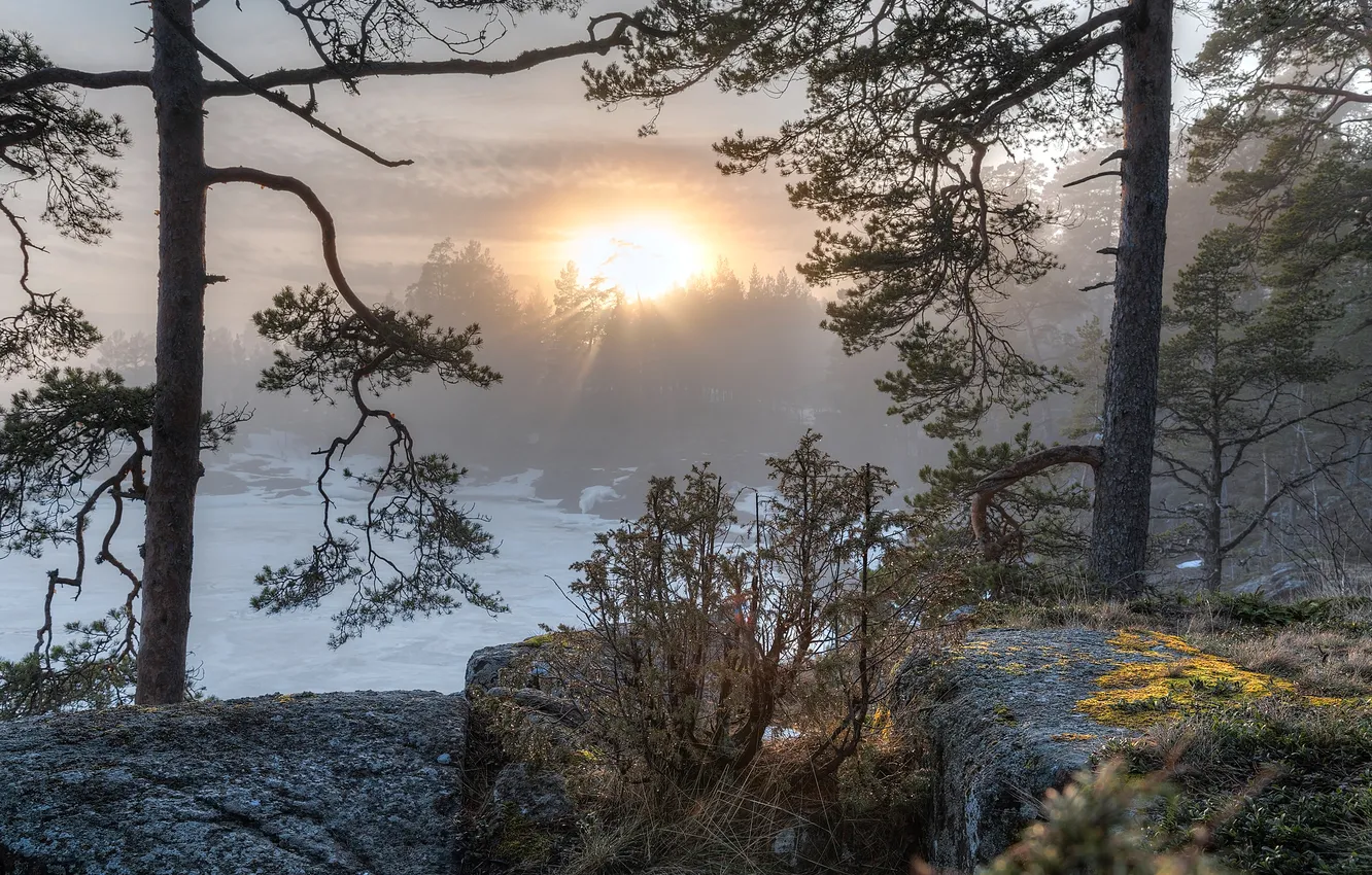 Photo wallpaper forest, sunset, lake, Russia, pine, Lake Ladoga, Republic Of Karelia, Sergei Garmashov