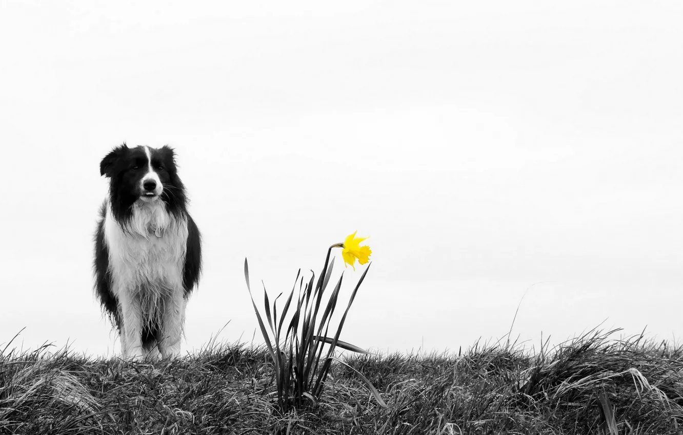 Photo wallpaper flower, nature, dog