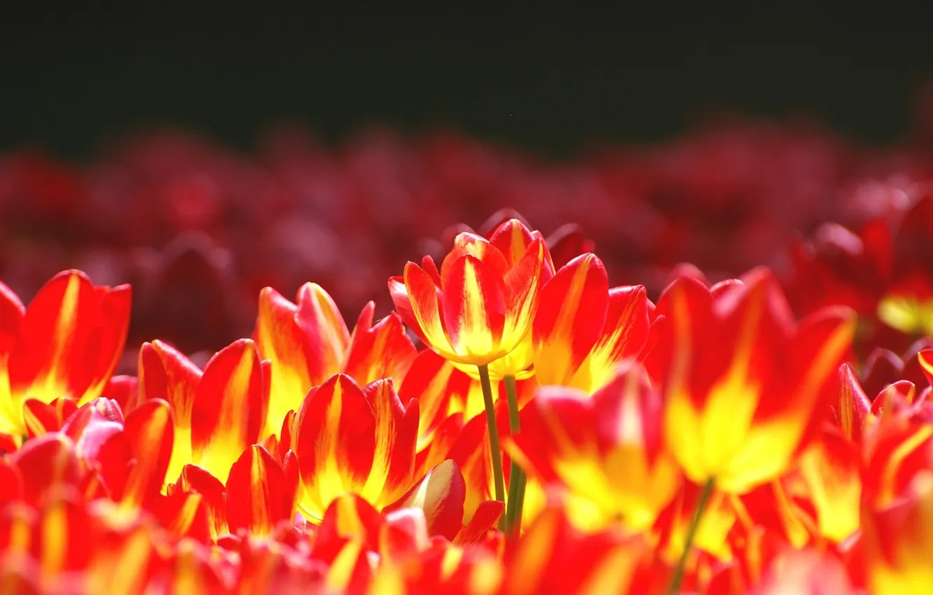 Photo wallpaper flowers, orange, red, bright, spring, tulips, striped, two-tone