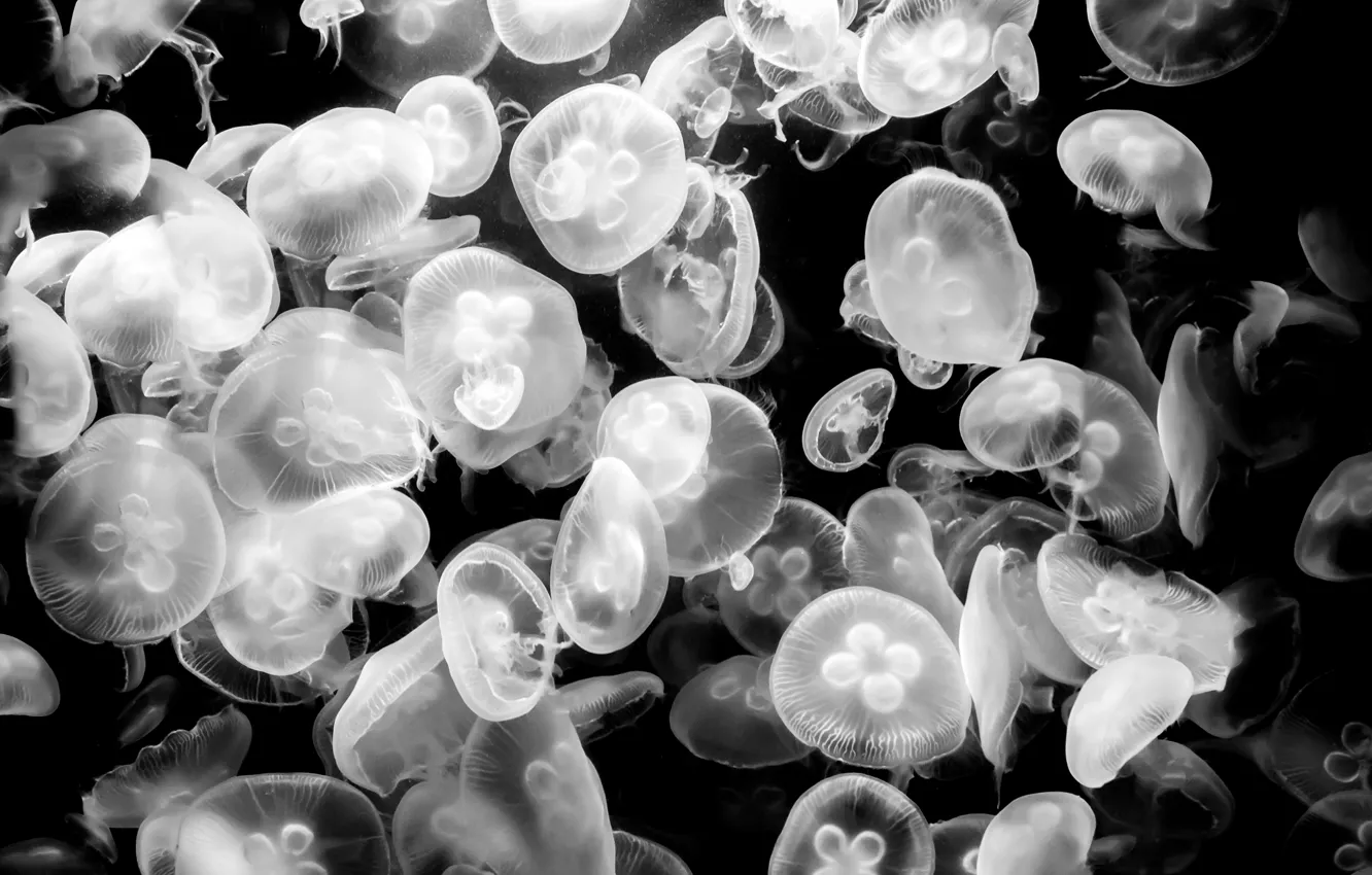 Photo wallpaper jellyfish, underwater world, black and white photo, jellyfish. Aquarium Berlin