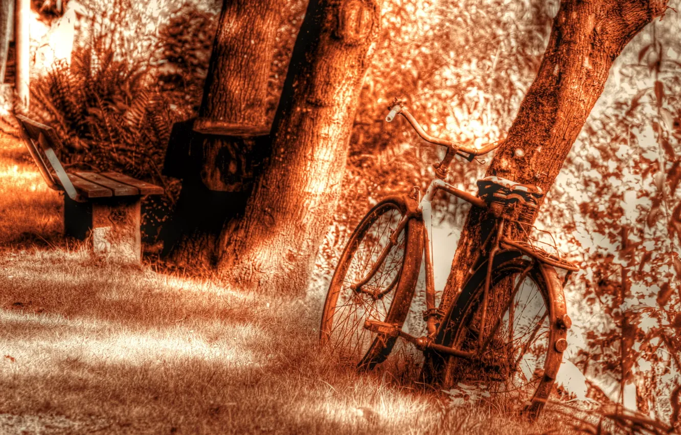 Photo wallpaper bike, background, tree, texture, bench