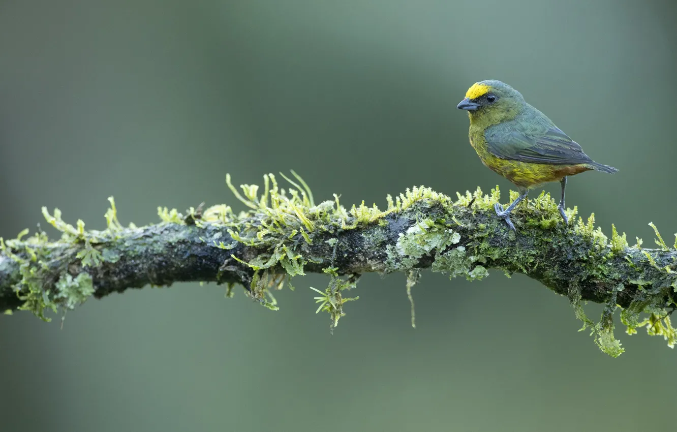 Photo wallpaper branches, bird, baby