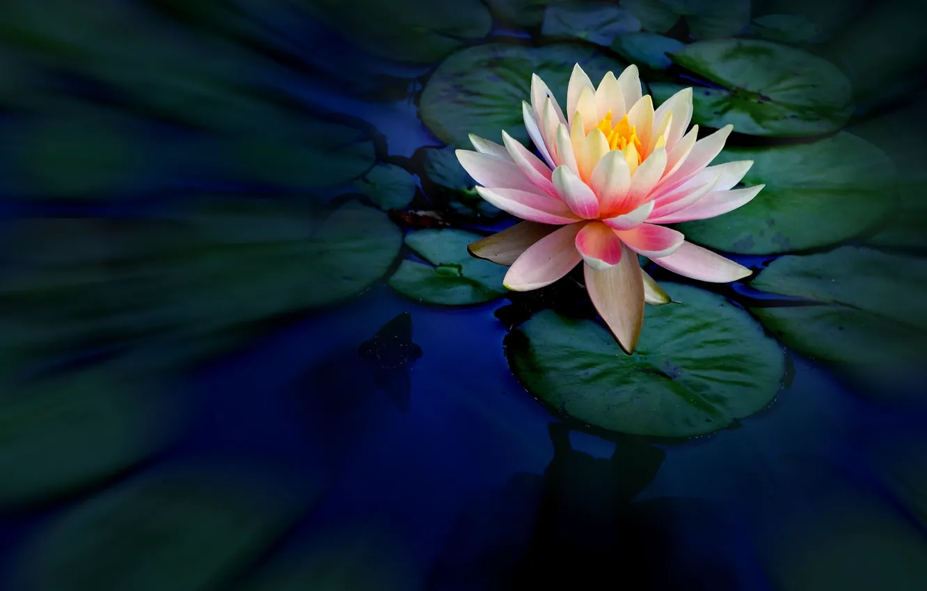 Photo wallpaper water, Nymphaeum, water Lily