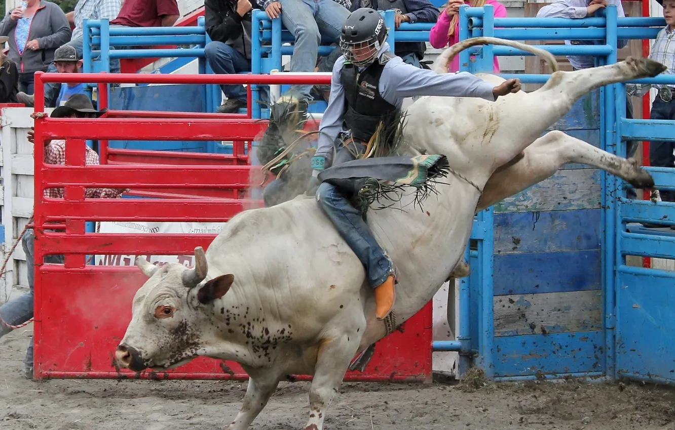 Photo wallpaper people, the fence, bull, lasso, sand