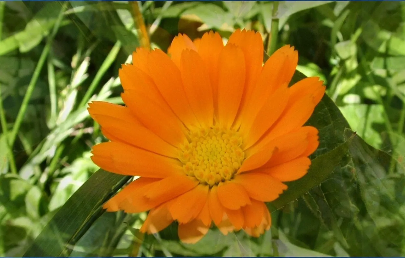 Photo wallpaper the sun, flowers, yellow