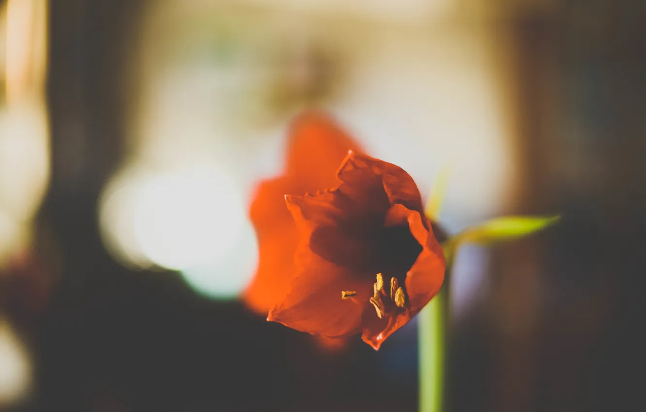 Photo wallpaper flower, red, petals