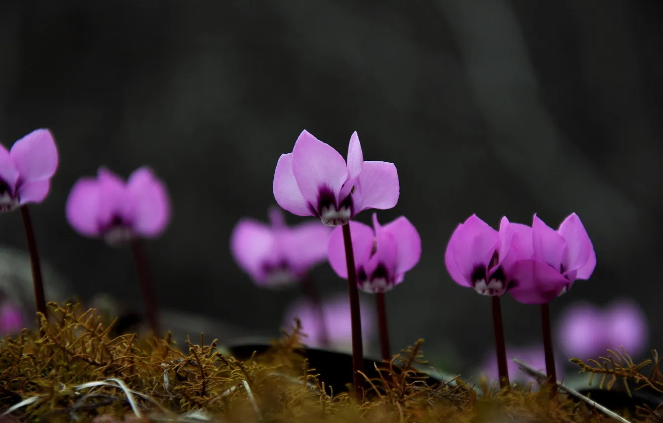 Photo wallpaper flowers, nature, Cyclamen