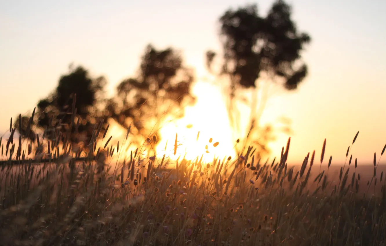 Photo wallpaper field, the sky, grass, macro, trees, nature, plant, beauty