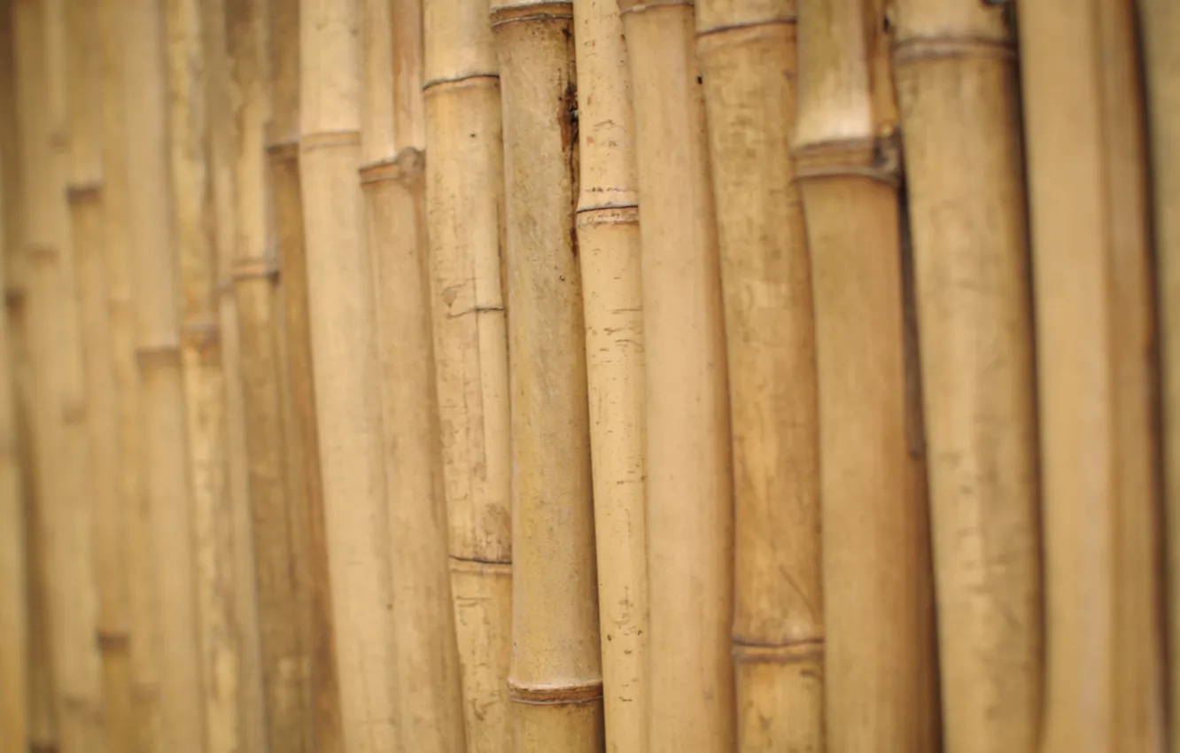 Photo wallpaper stems, bamboo, wood