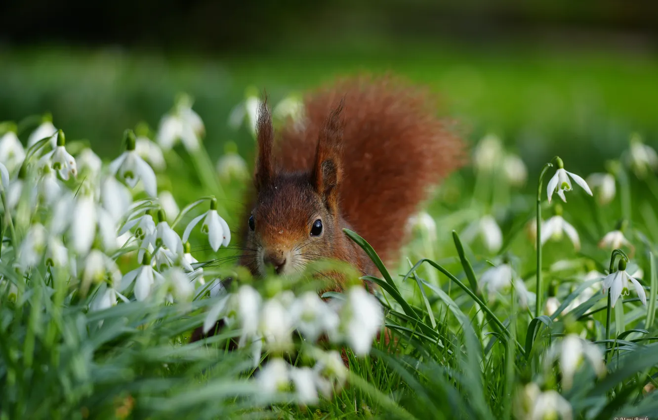 Photo wallpaper flowers, protein, snowdrops, squirrel