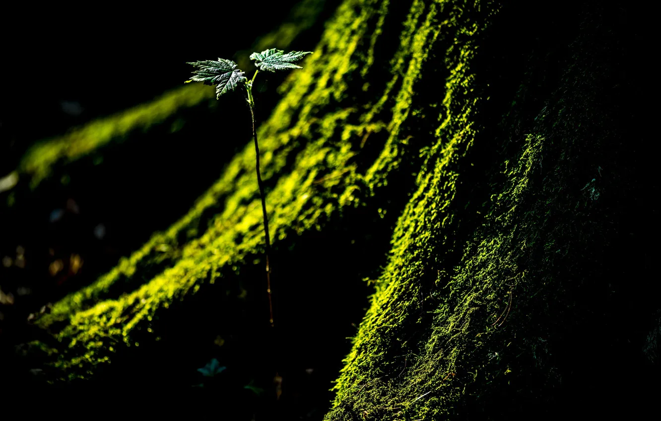 Photo wallpaper nature, tree, moss