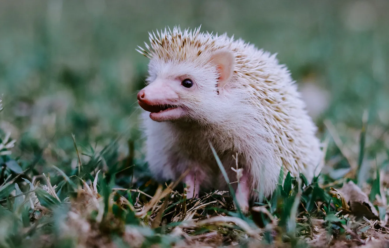 Photo wallpaper white, grass, face, hedgehog, bokeh