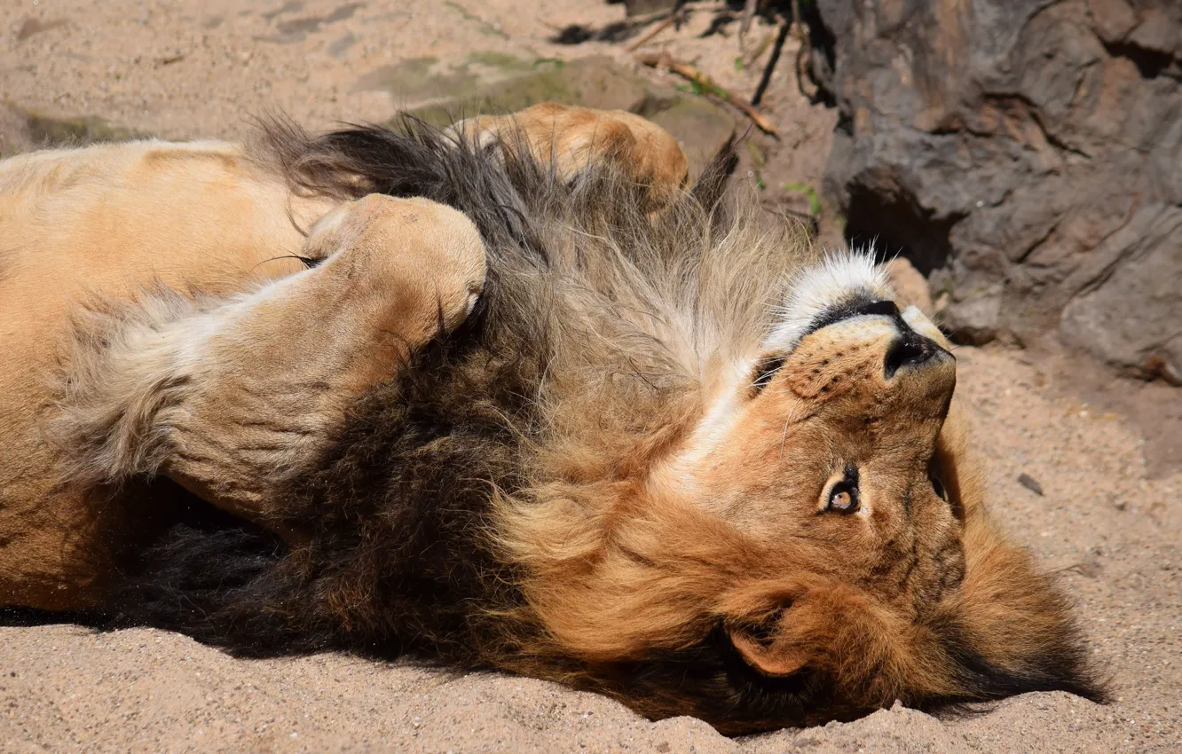 Photo wallpaper cat, stay, the game, Leo