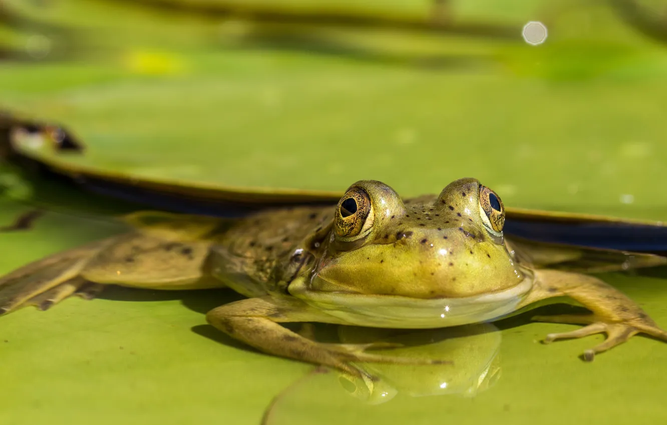 Photo wallpaper eyes, leaves, macro, pond, frog, pond, green background